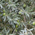 Monte das Bem-aventuranças, oliveiras