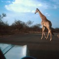 56-Passeio no Kruger Nacional Park perto de Nespruit 1