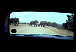 57-Passeio no Kruger Nacional Park perto de Nespruit 4